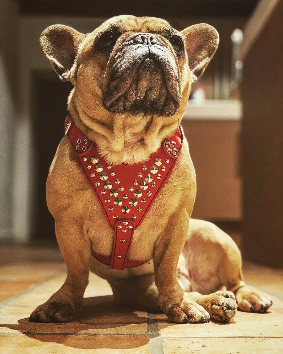 Bestia Star Studded Leather Dog Harness - Adjustable & Stylish Pet Walking Gear for Small to Medium Dogs - Perfect for Daily Walks, Training & Outdoor Adventures
