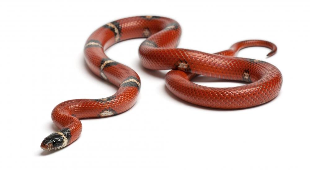 Sinaloan Milk Snake Wall Decal - 72x40 Inch Peel & Stick Reptile Graphic Art for Home & Office Decor | Perfect for Living Room, Bedroom, or Reptile Enthusiast Spaces
