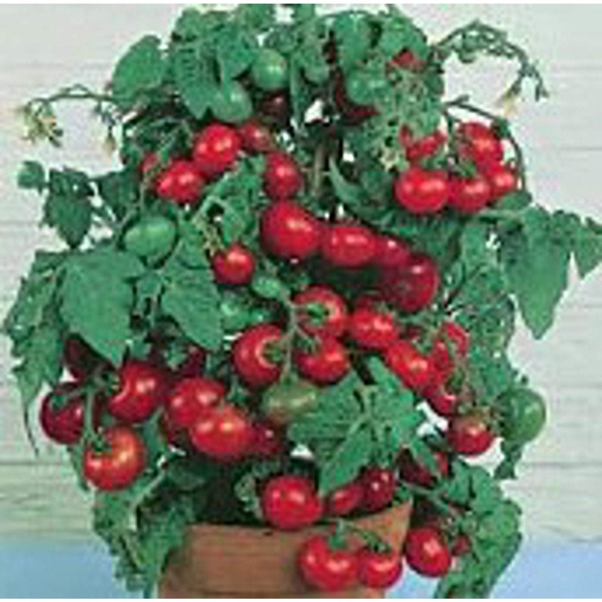 Organic Tiny Tim Tomato Seeds - Non-GMO Heirloom Variety (25+ Seeds) for Home Gardening, Balcony Pots & Indoor Hydroponics - Seed King Express