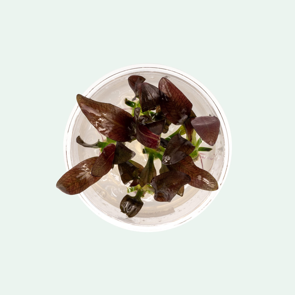 Echinodorus Fancy Twist Live Aquarium Plant - Easy Care Aquatic Plant for Fish Tanks, Ponds & Aquascaping | Perfect for Beginners & Planted Aquariums
