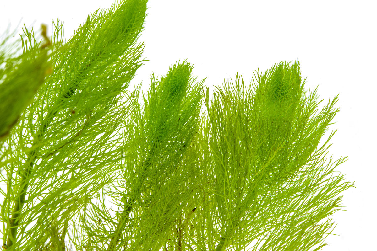 Buy Myriophyllum Tetrandrum Online | Freshwater Aquarium Plants for Fish Tanks | Perfect for Aquatic Landscaping & Oxygenation
