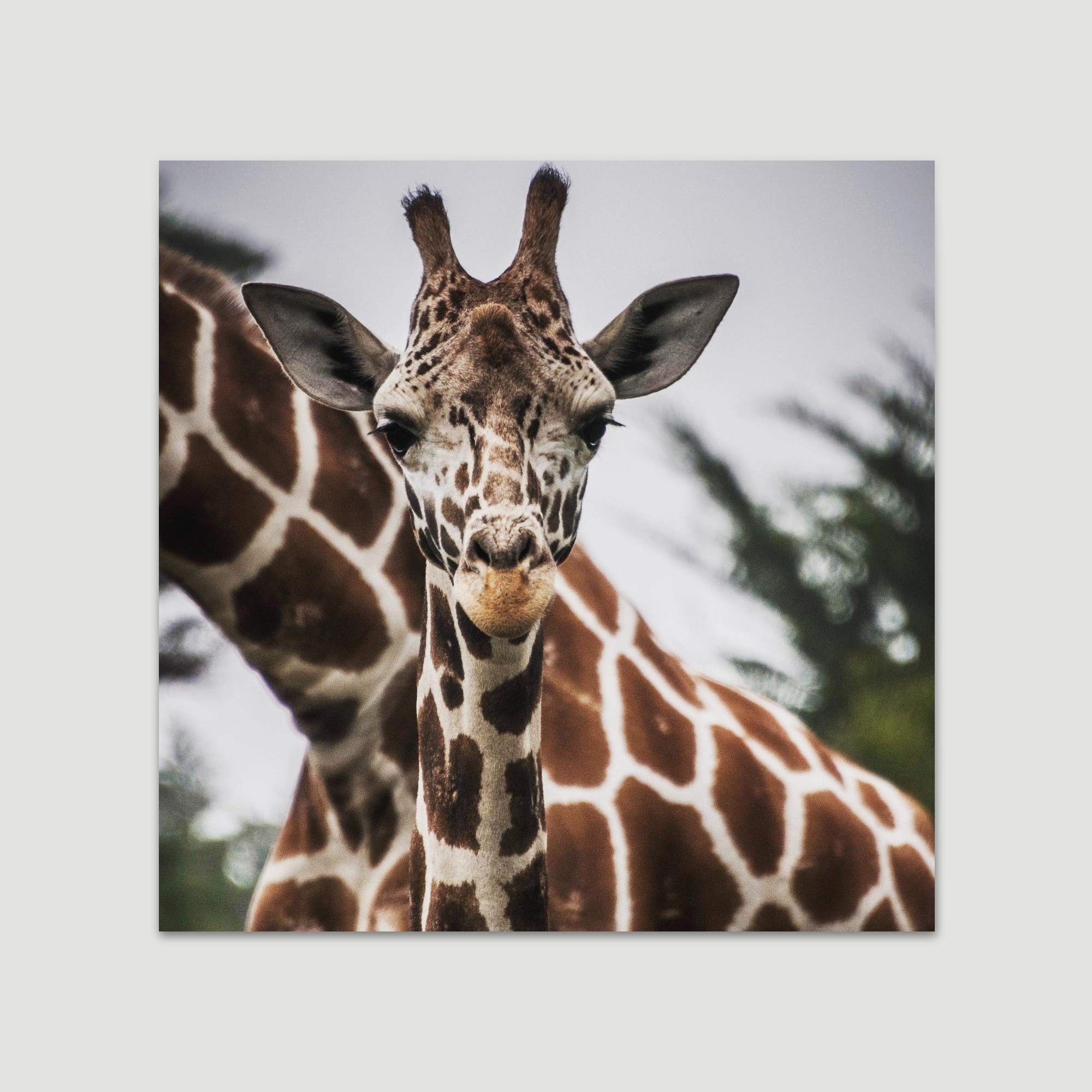 BestDeal Depot Giraffe XVII Animals Expressive Farmhouse Country Wall Art Print - 24x24 Inches Ready to Hang for Living Room & Bedroom Decor | Perfect for Rustic Home, Nursery, or Office Wall Decoration