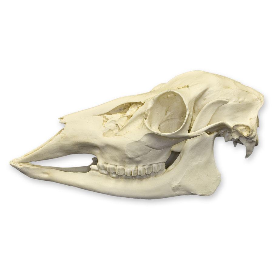Replica Female White-Tailed Deer Skull - Lifelike Taxidermy Decor for Hunting Lodge, Cabin & Gothic Home Decor | Halloween & Nature-Themed Displays