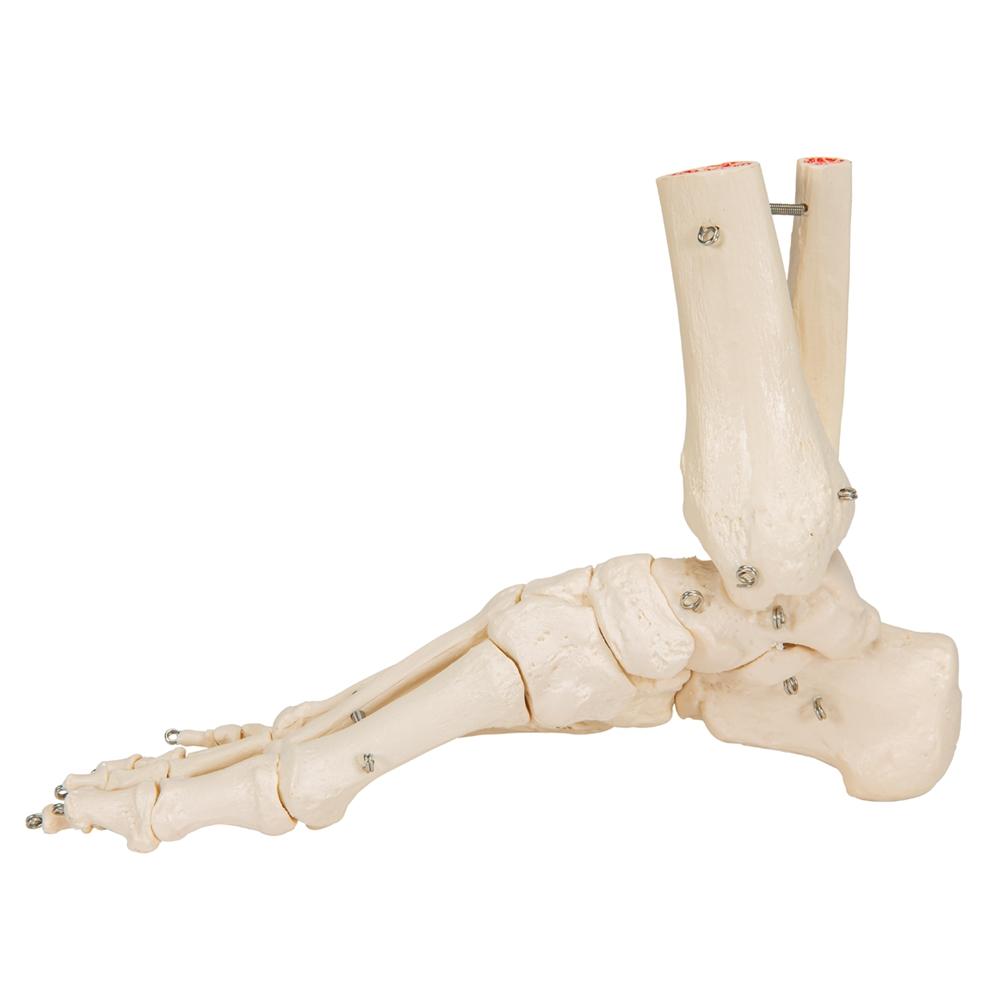 Human Foot and Ankle Skeleton Model - Anatomical Study Tool for Medical Students, Doctors & Physical Therapists - Perfect for Classroom, Clinic & Home Study
