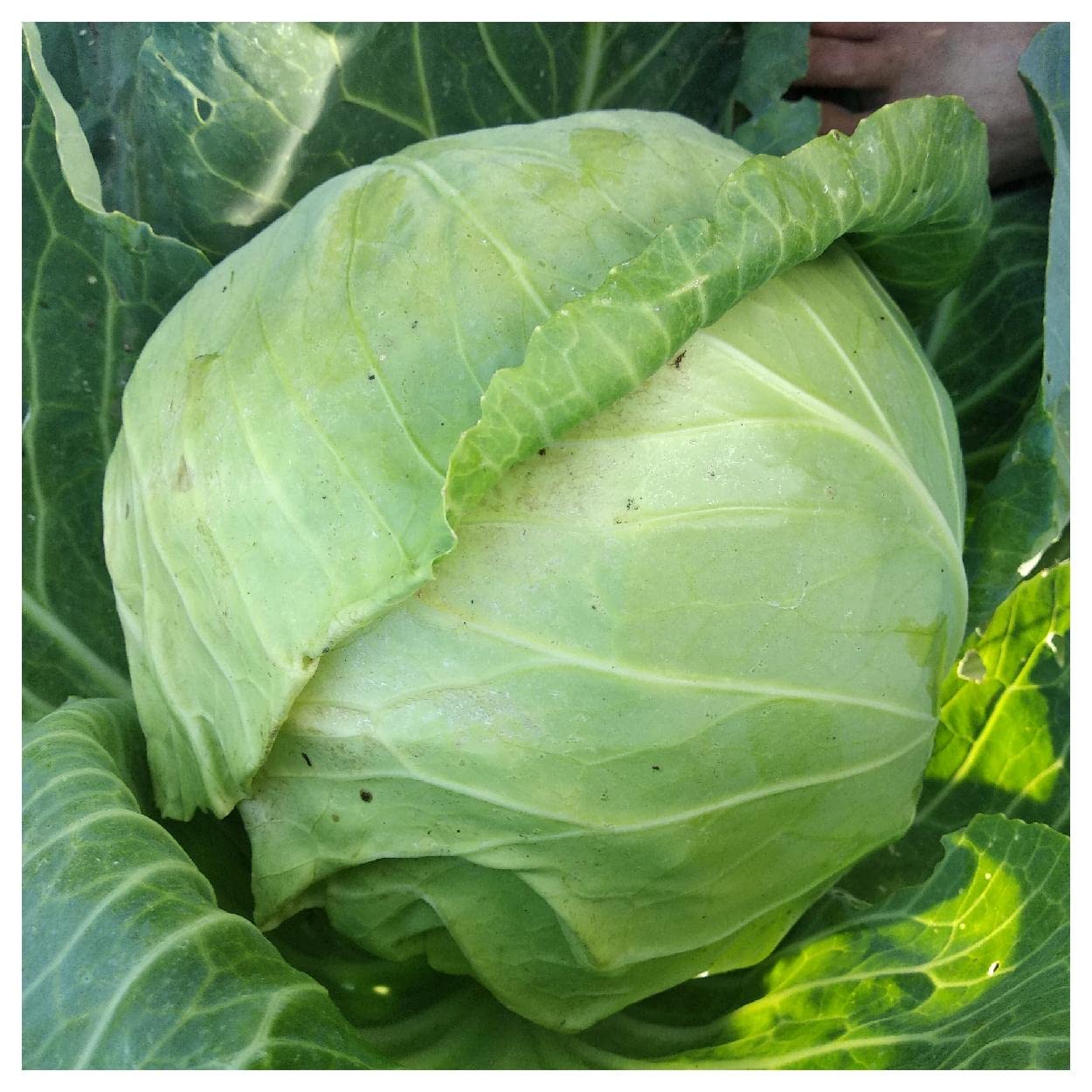 500 Copenhagen Market Early Cabbage Seeds - Non-GMO, Heirloom Vegetable Seeds for Home Garden - Perfect for Spring Planting, Fresh Salads & Fermenting Sauerkraut