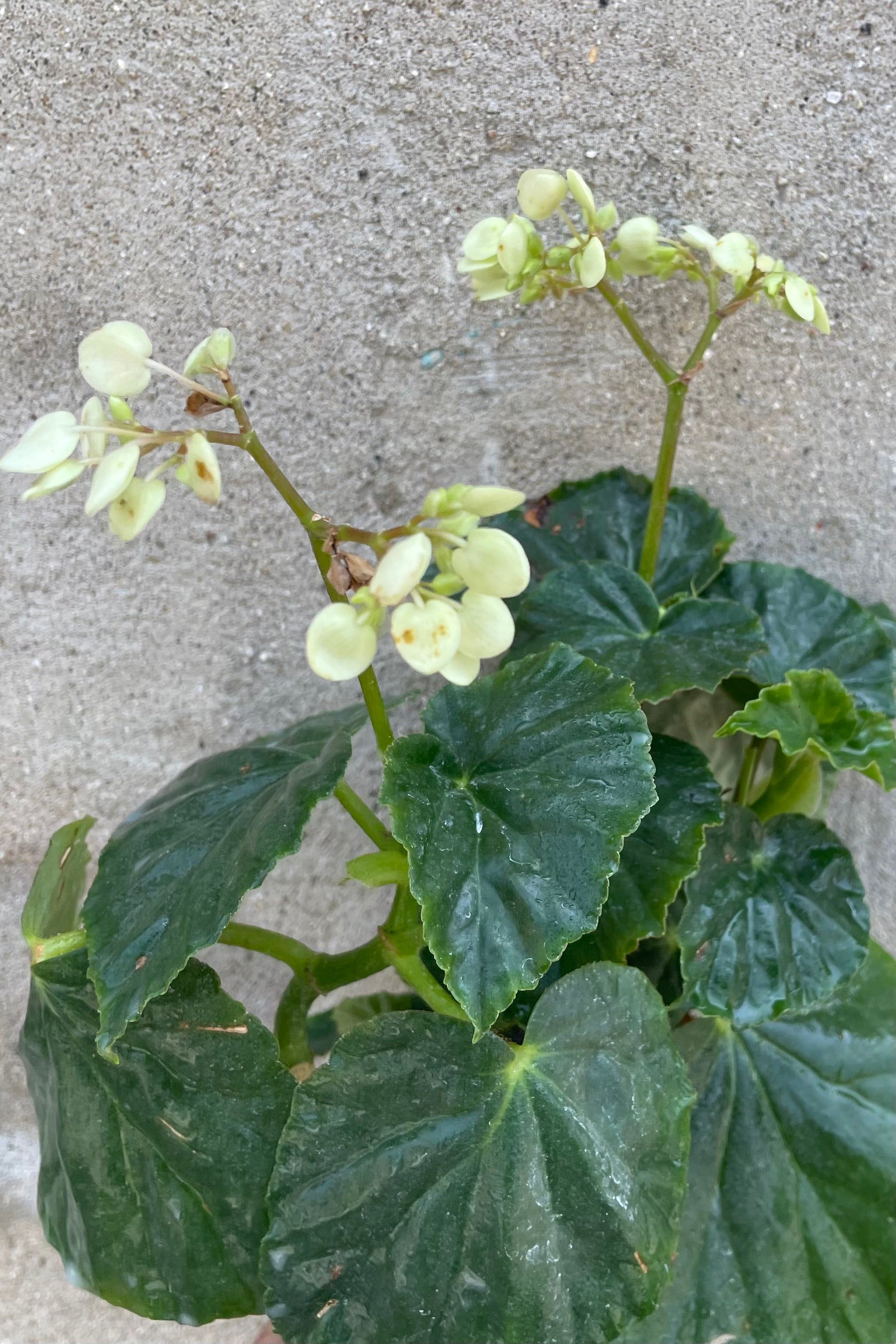 Begonia odorata 'Alba' - Fragrant White Begonia Plant - 4 Inch Pot - Perfect for Indoor Home Decor & Garden Landscaping