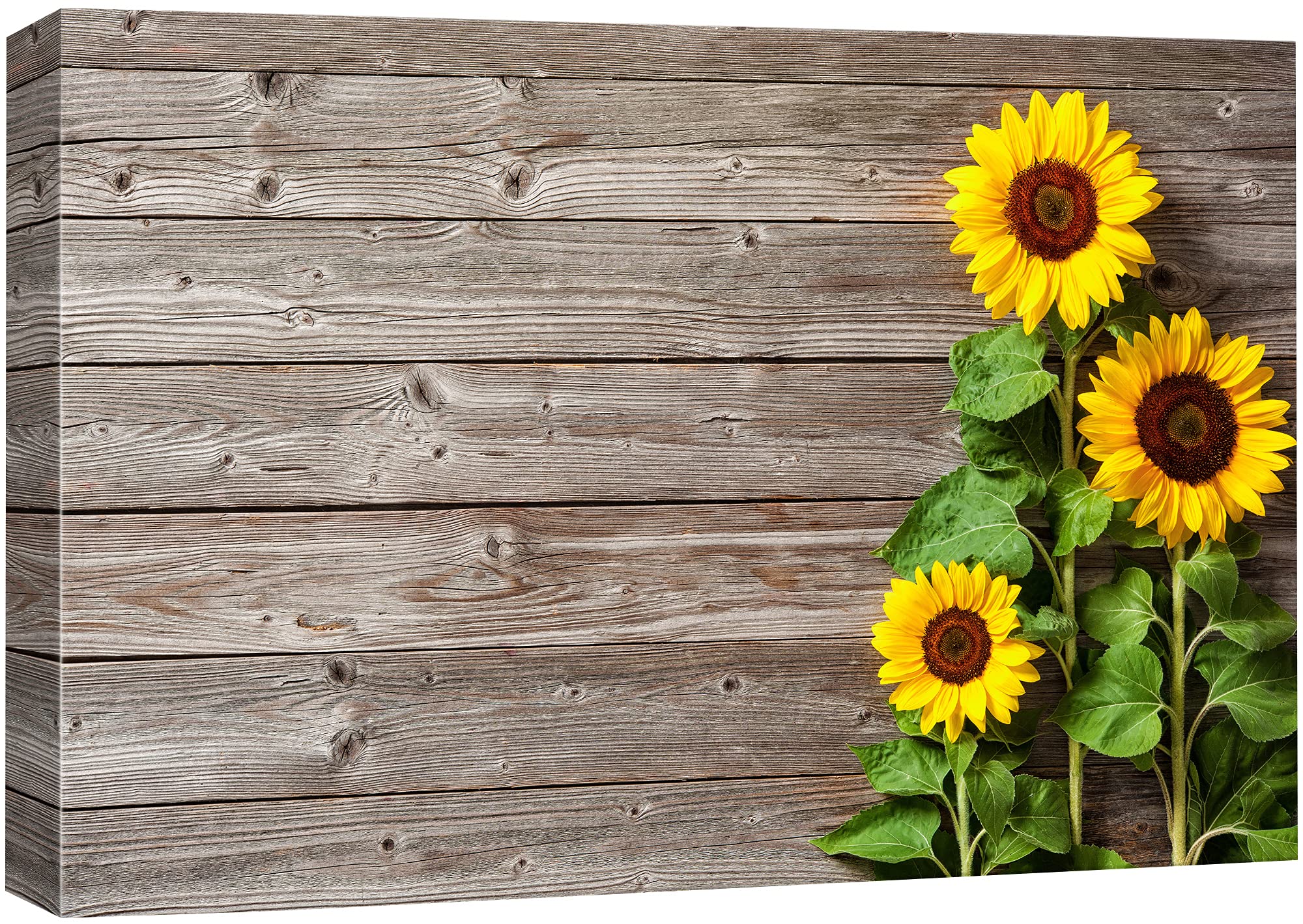 Sunflower Trio Canvas Print Wall Art - 32