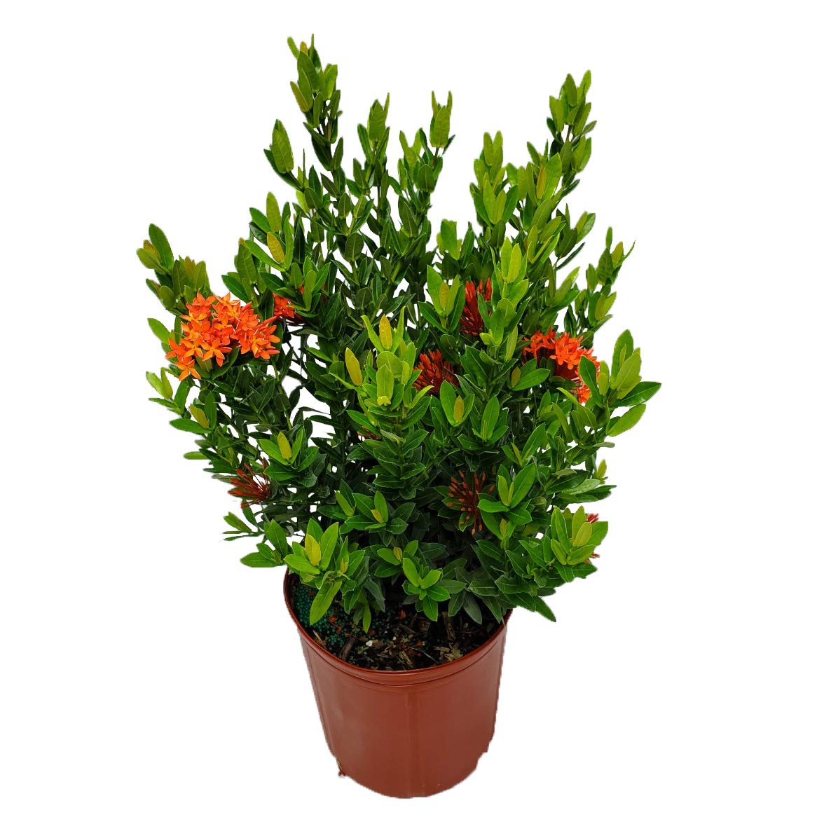 Dwarf Taiwanese Red Ixora Plants for Sale - Vibrant Tropical Flowering Shrubs for Landscaping, Gardens & Patio Decor