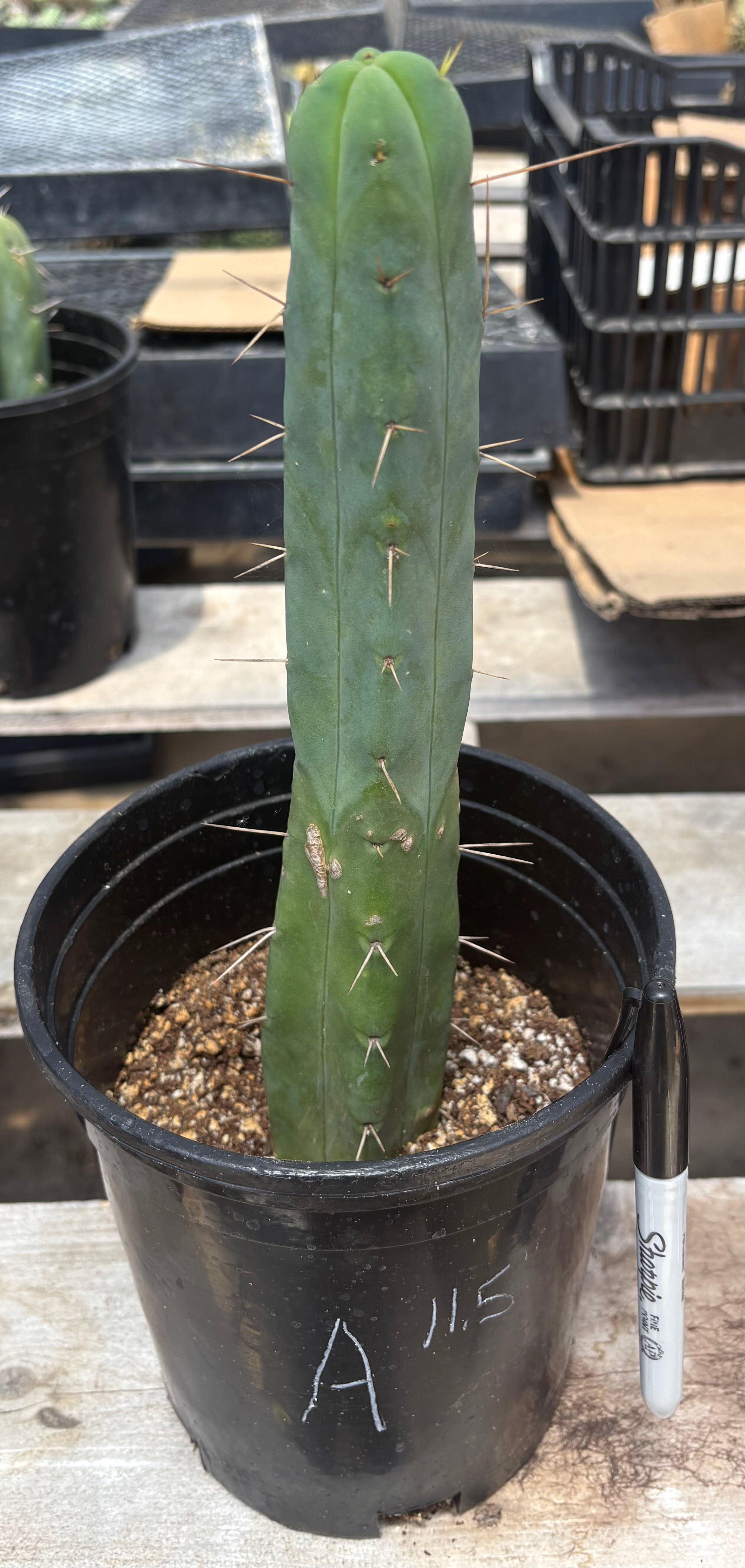 EC09 EXACT Trichocereus Jimz Bridgesii 4-Rib Wind Cactus Specimens - Rare Collectible Cactus for Home Decor & Desert Landscaping