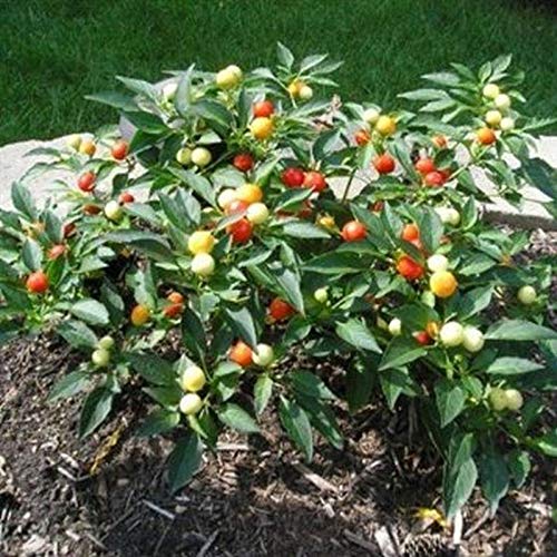 50+ Premium Marble Seeds - Perfect for Container Gardening, DIY Home Decor & Unique Gift Ideas | Grow Stunning Marble-Like Plants Indoors or Outdoors