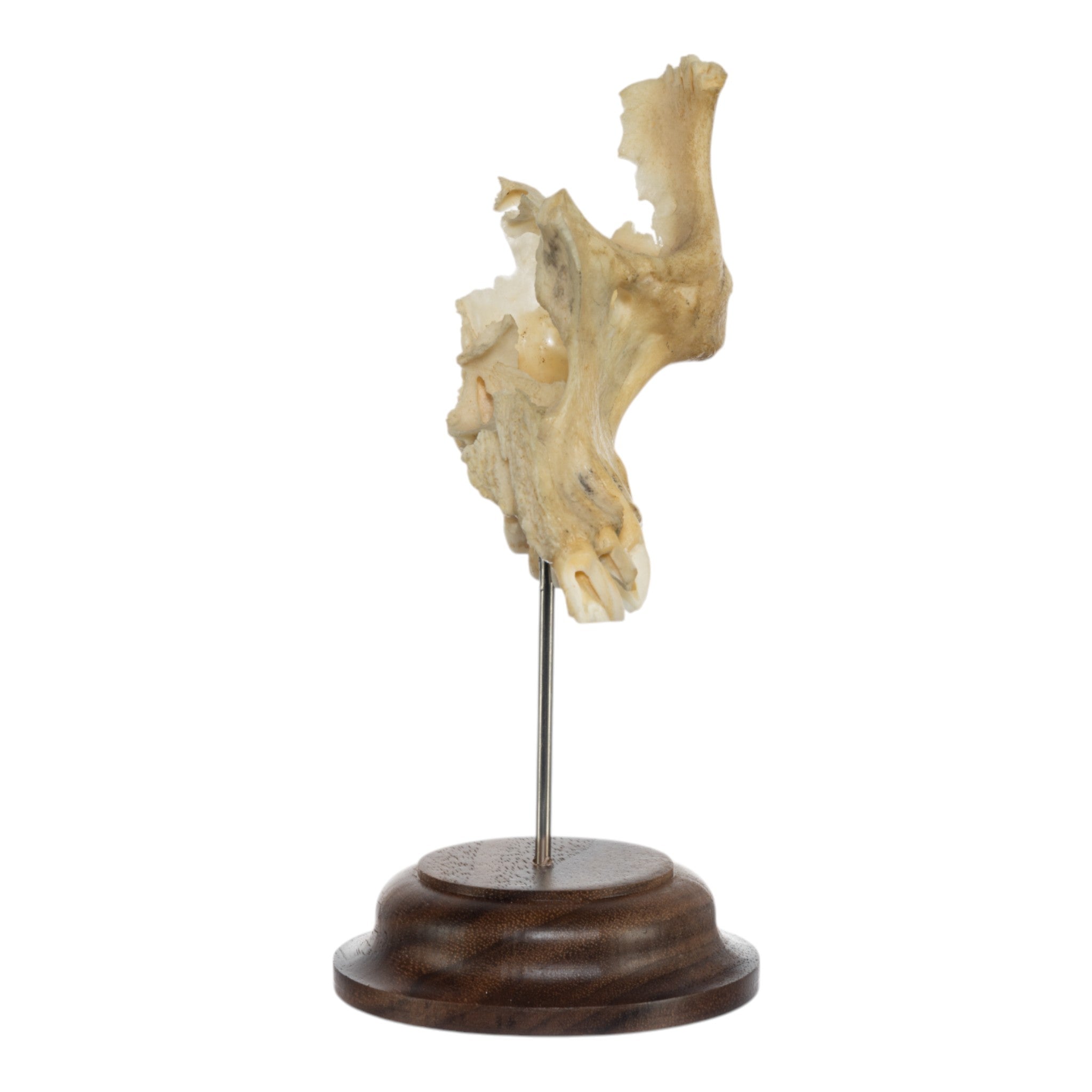 Real Human Maxillary Bone on Stand - Anatomical Model for Medical Education, Dental Study & Science Classroom Display