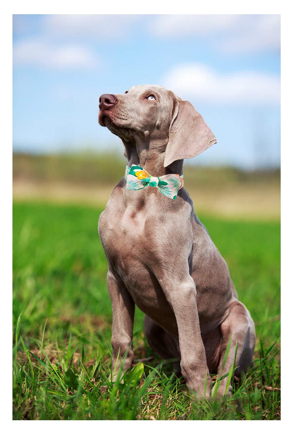 ARING PET Adjustable Bow Tie Dog Collar for Small Medium Large Dogs - Stylish Pet Accessory for Weddings, Parties & Photo Shoots