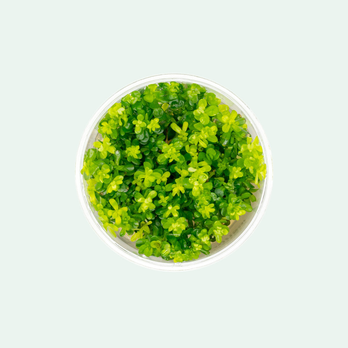 Rotala Bonsai Aquatic Plant for Aquariums - Live Freshwater Plant for Fish Tanks, Nano Tanks & Aquascaping | Perfect for Beginners & Planted Aquariums