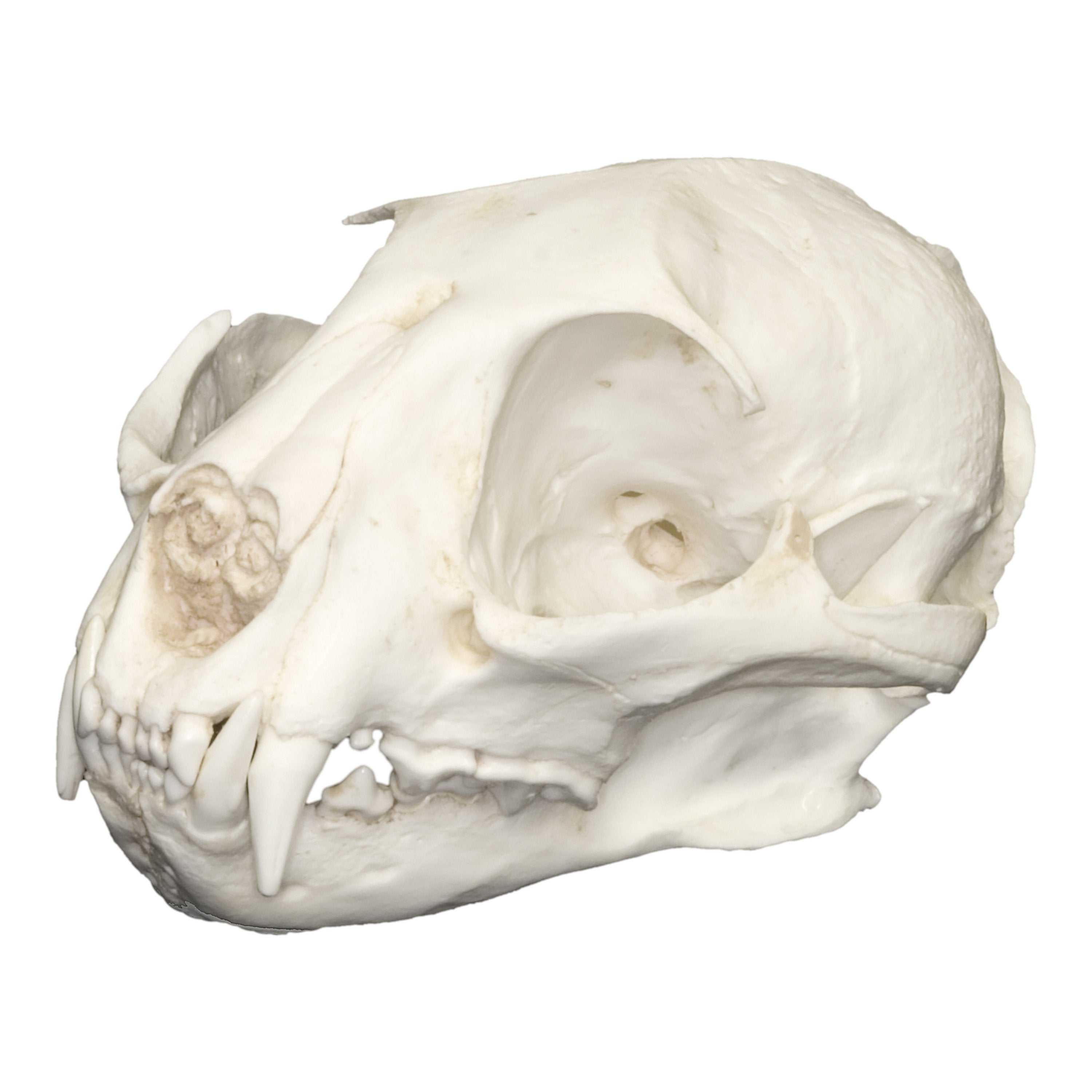 Authentic Replica African Golden Cat Skull - Handcrafted Home Decor & Unique Gift for Wildlife Enthusiasts - Perfect for Gothic Decor, Taxidermy Displays & Natural History Collections