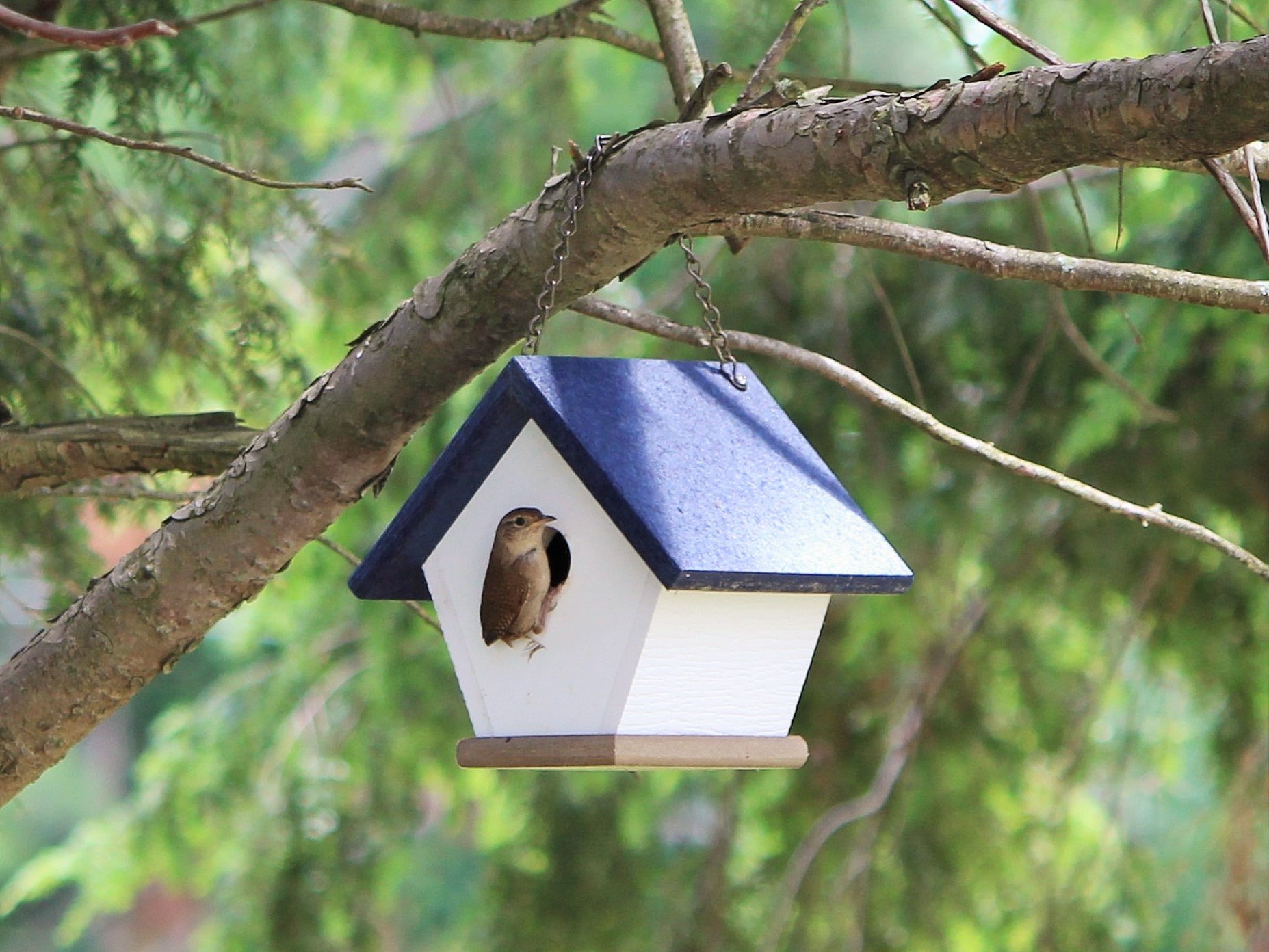 HomePro Garden Hanging Wren House - Durable Navy Blue Poly Lumber Bird House for Outdoor Use | Attracts Wrens & Small Birds | Perfect for Backyards, Gardens & Patios