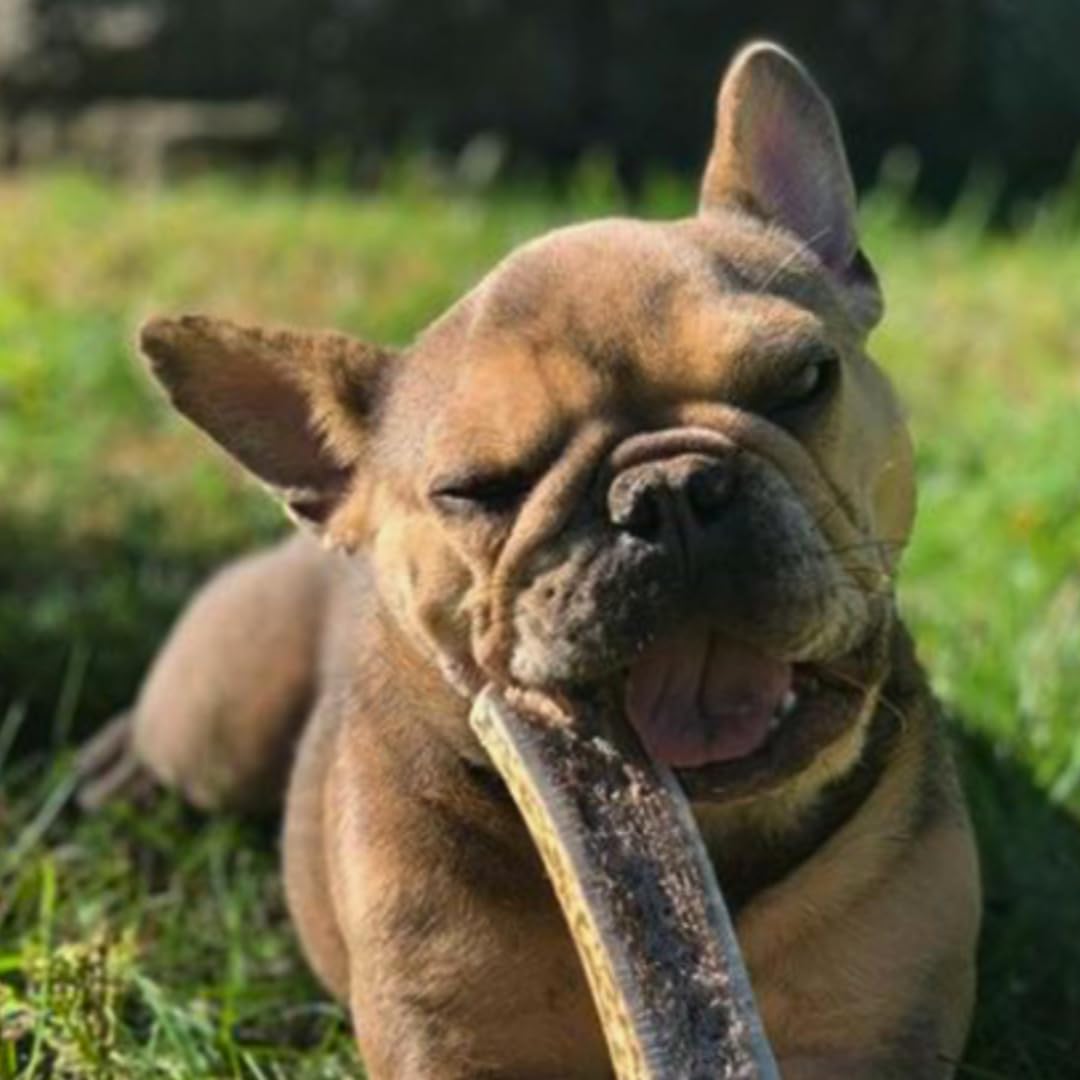 Premium Split Elk Antlers for Dogs - All Natural Dog Chew Bones (3 Pack Small to Medium) - Naturally Shed & Cruelty-Free - WhiteTail Naturals - Perfect for Teething, Dental Health & Long-Lasting Chewing