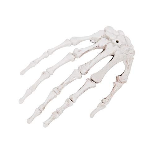 skeleton