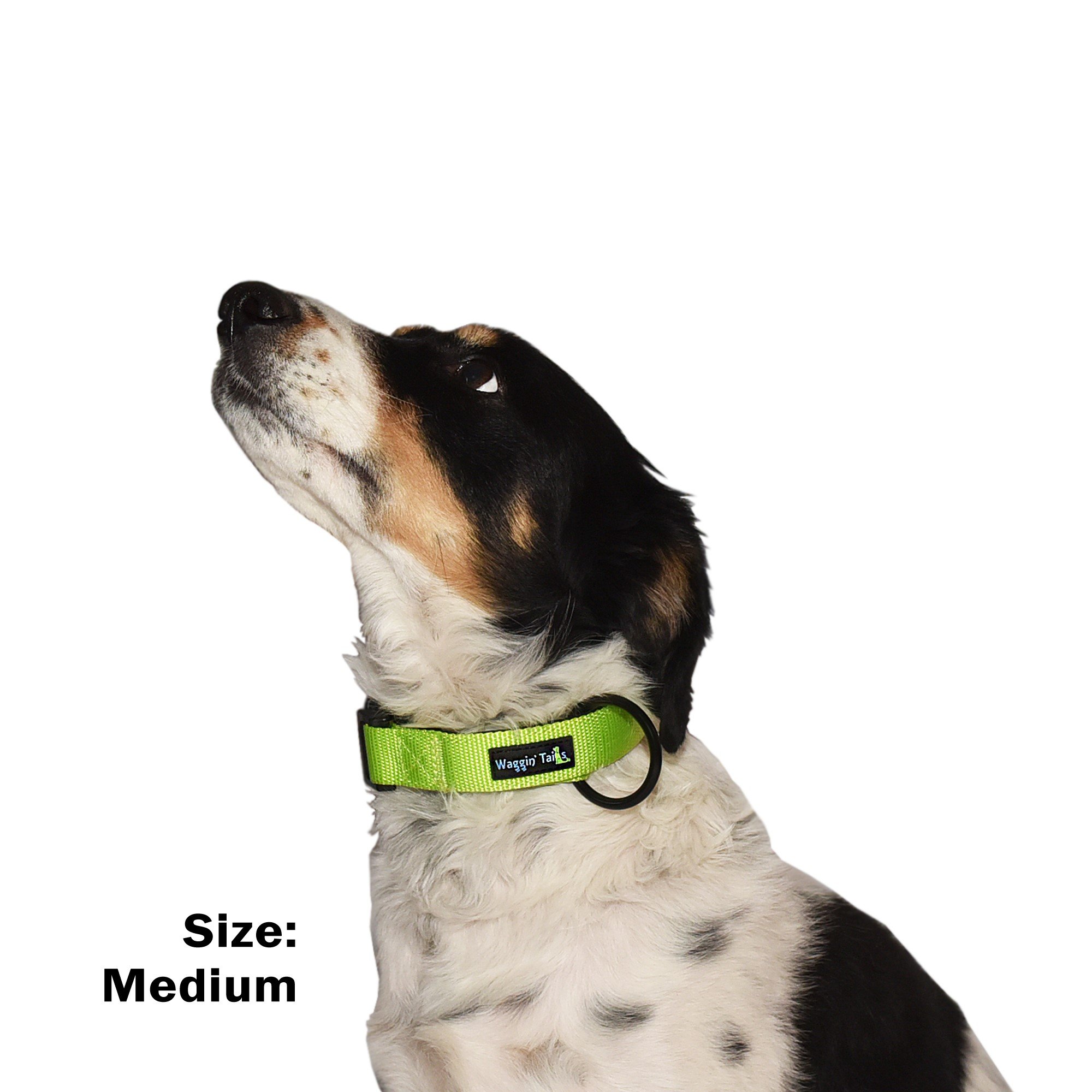 Premium Nylon Neoprene Padded Dog Collar - Classic Comfort Adjustable Collar for Medium Dogs | Soft & Durable Pet Collar with Padded Lining | Perfect for Daily Walks, Training & Outdoor Adventures (Neon Green, Size M) by Wagtime Club
