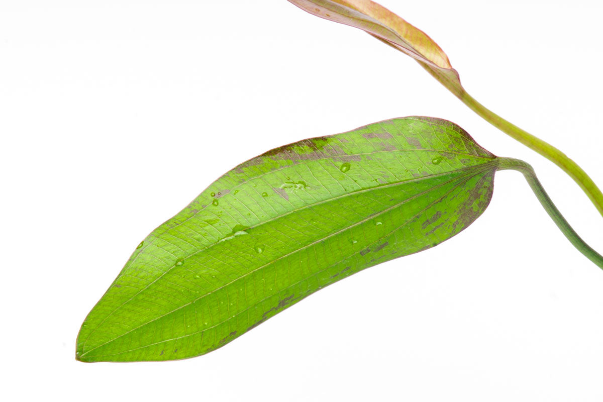 Echinodorus Impai Live Aquarium Plant - Freshwater Aquatic Plant for Fish Tanks, Ponds & Aquascaping | Perfect for Beginners & Planted Aquariums