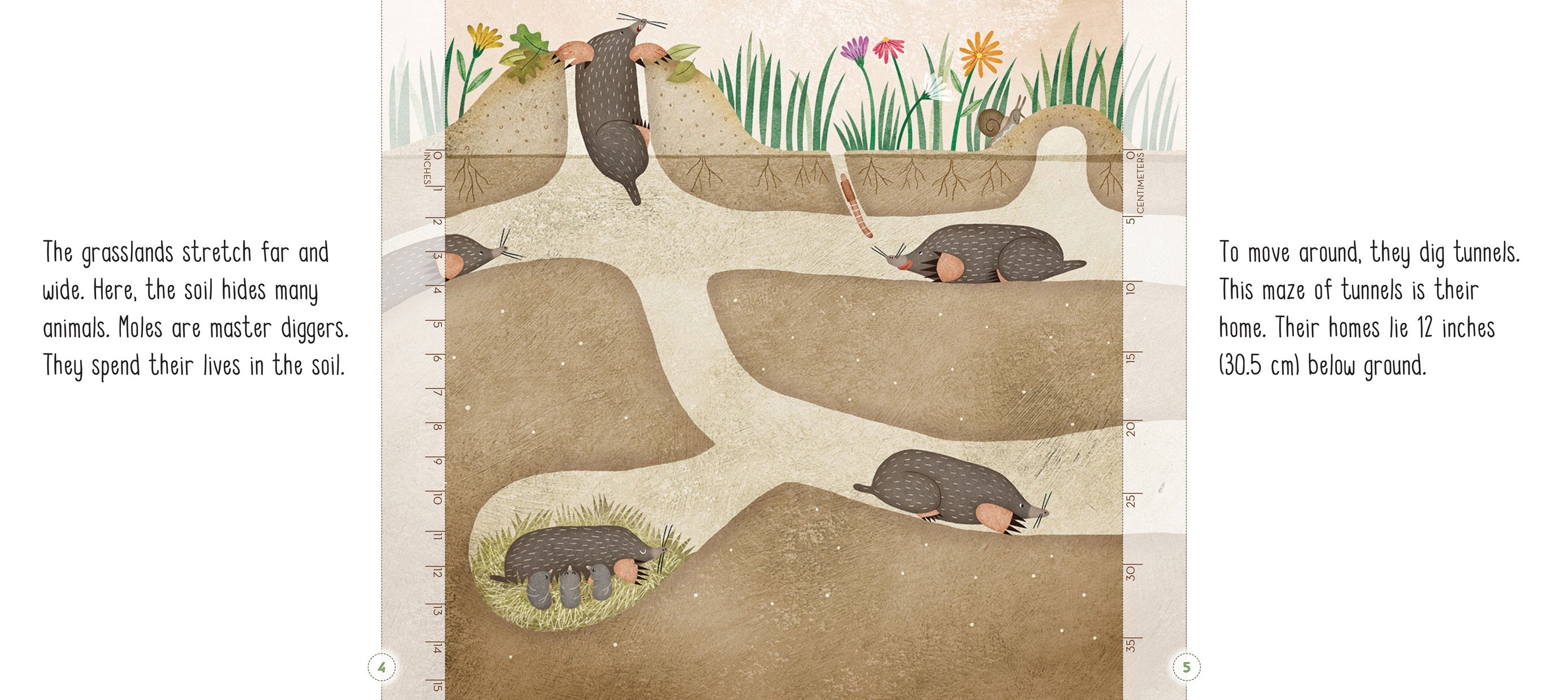 How Far Underground Do Burrowing Animals Live? - Exploring Animal Habitats for Kids & Nature Lovers