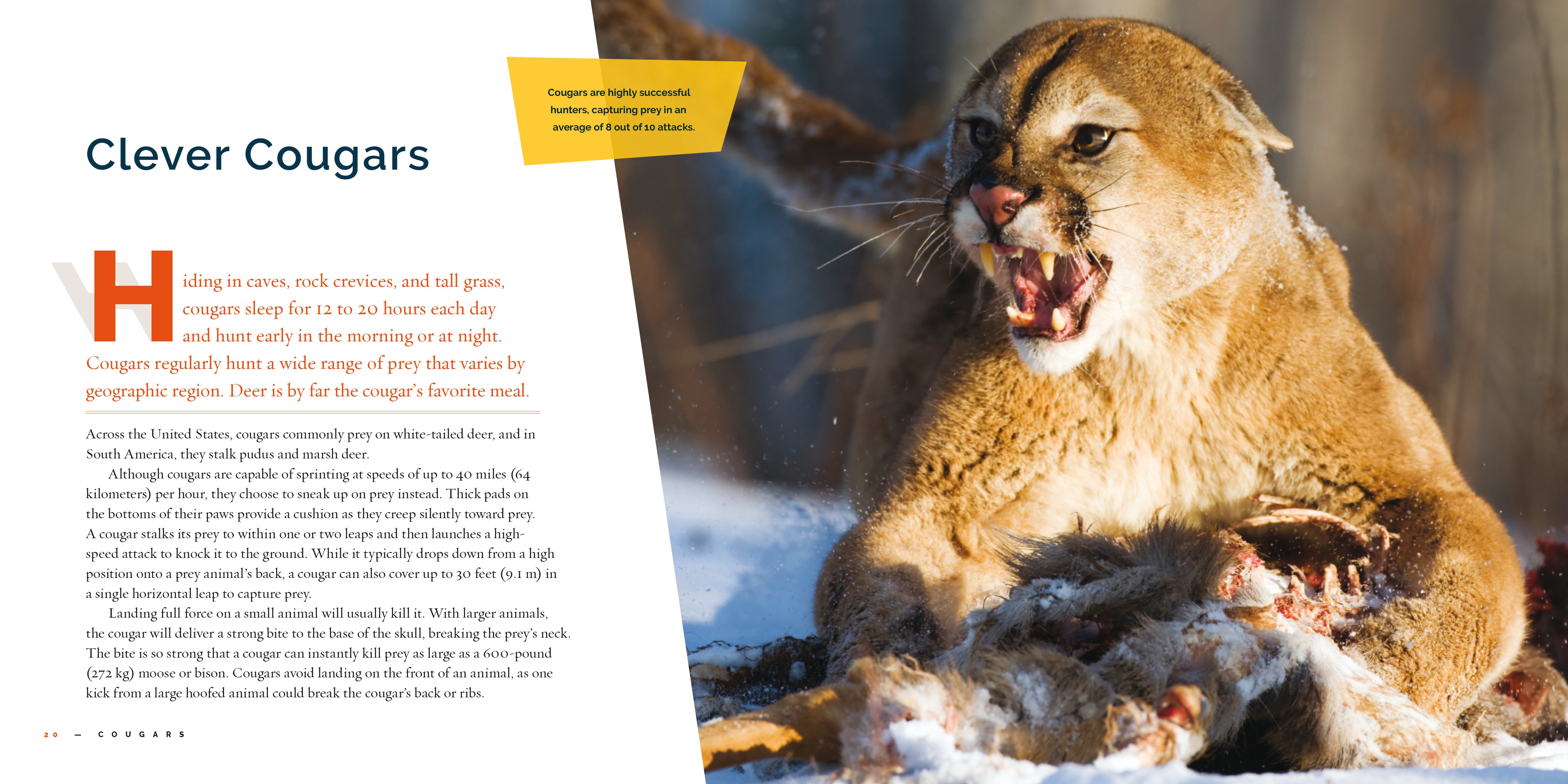 Cougars Book 9781640265981 - Wildlife Nature Guide for Outdoor Enthusiasts & Animal Lovers