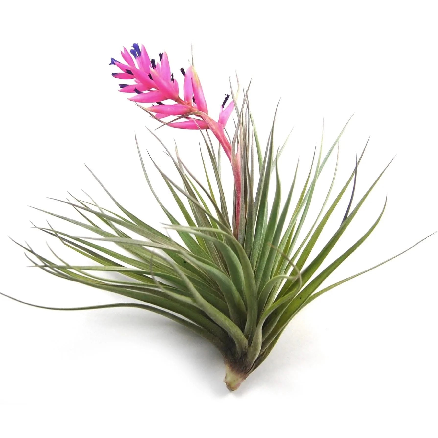 Tillandsia Stricta Air Plant - Low Maintenance Indoor Houseplant for Home Decor, Terrariums, and Office Spaces