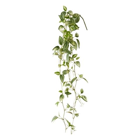 Pothos Green Climbing Plants - Low Maintenance Indoor Hanging Plants for Home & Office Decor