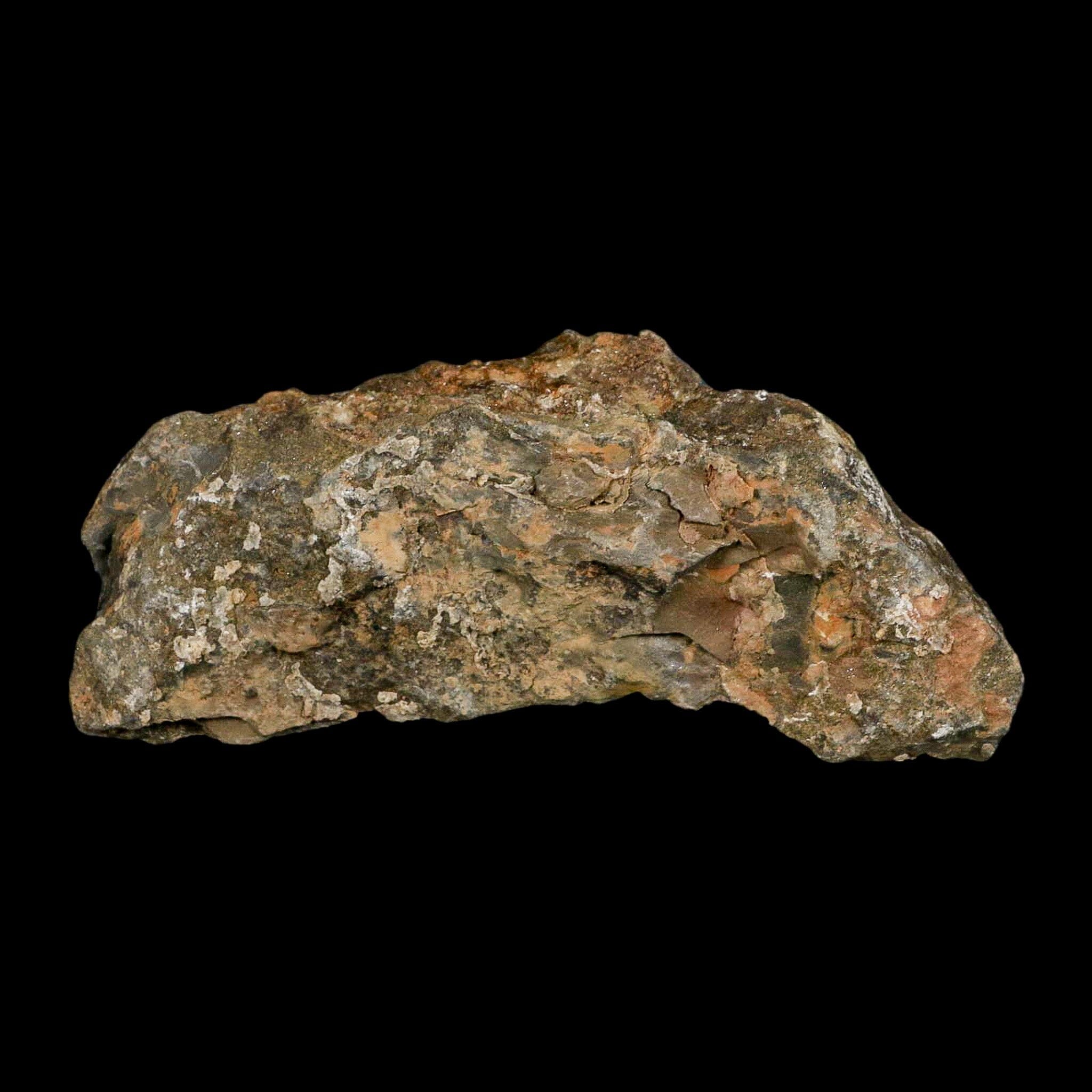 24MM Brittlestar Petraster Starfish Fossil - Ordovician Age (450 Million Years Old) - Authentic Blekus Morocco Specimen with COA - Perfect for Collectors, Education & Home Decor