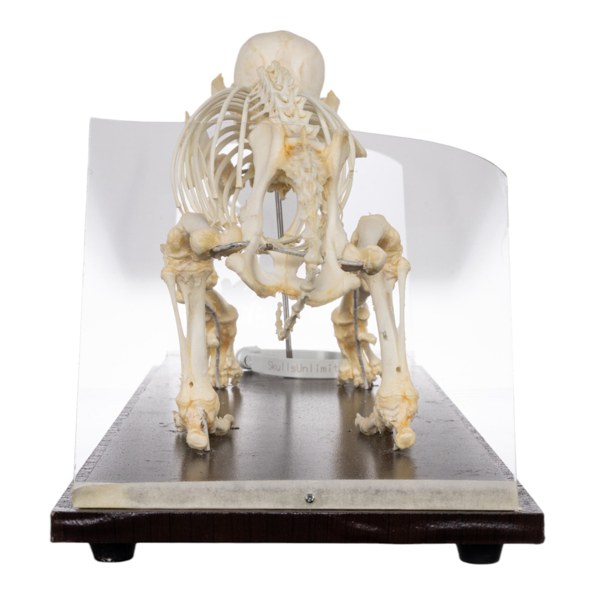 Real Domestic Dog Skeleton Model - Veterinary Anatomy Study Tool for Students & Professionals | Perfect for Classroom, Lab & Veterinary Office Use