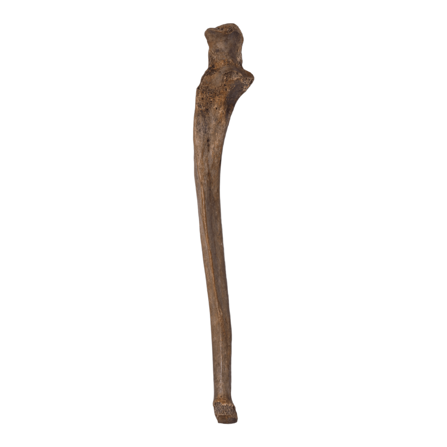 Antique Real Human Ulna Bone - Single Specimen for Medical Study, Anatomy Education & Gothic Decor