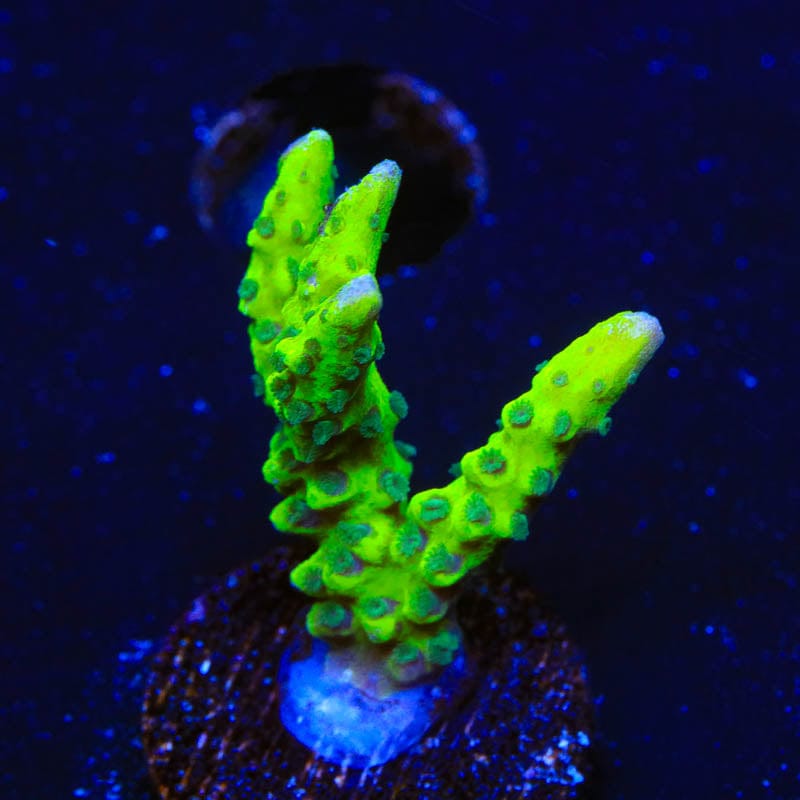 Premium CB The Thing Anacropora Coral for Saltwater Aquariums - Rare Live Coral for Reef Tanks, Marine Fish Tanks & Coral Frags - Perfect for Aquascaping & Coral Propagation