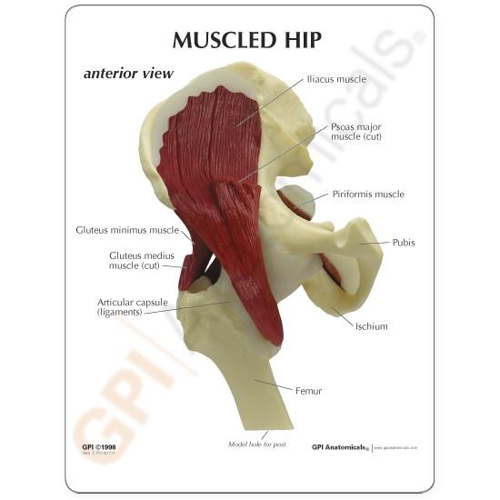 Human Hip Joint Model with Muscles - Anatomical Educational Tool for Medical Students, Doctors & Physical Therapists | Perfect for Classroom, Clinic & Home Study