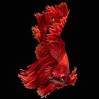 Betta Fish Red