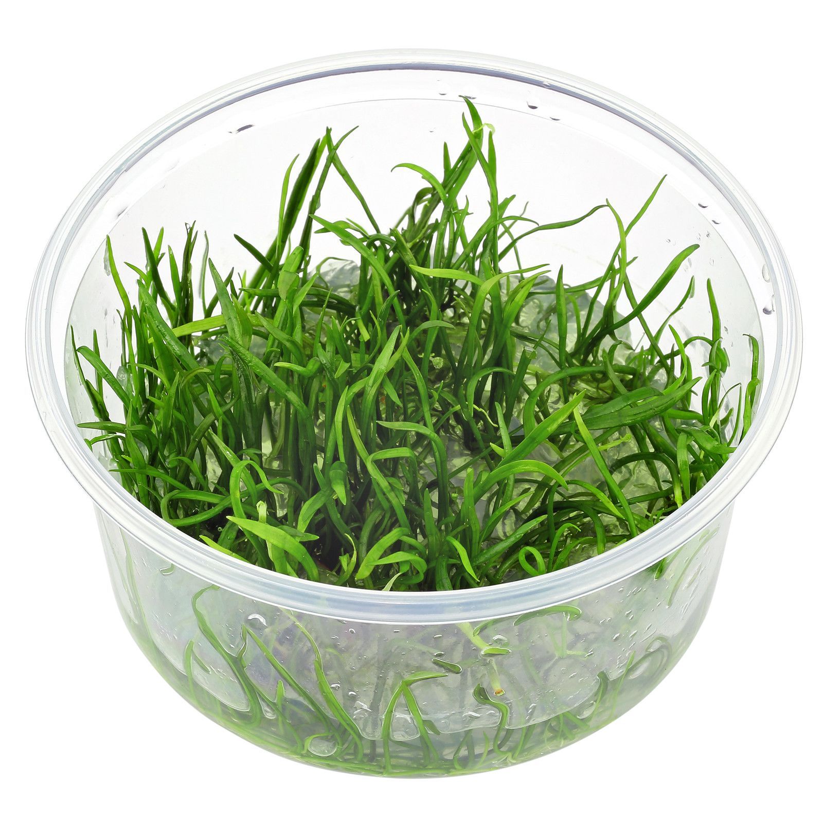 TCulture Lilaeopsis Brasiliensis Aquatic Plant (TC Cup) - Perfect for Aquascaping, Nano Tanks & Freshwater Aquariums