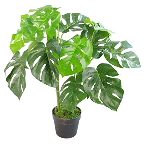 Monstera