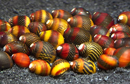 20 Red Racer Nerite Snails for Freshwater Aquarium - Natural Algae Eaters & Glass Cleaners - Perfect for Nano Tanks & Aquascaping - Aquatic Arts Premium Live Snails