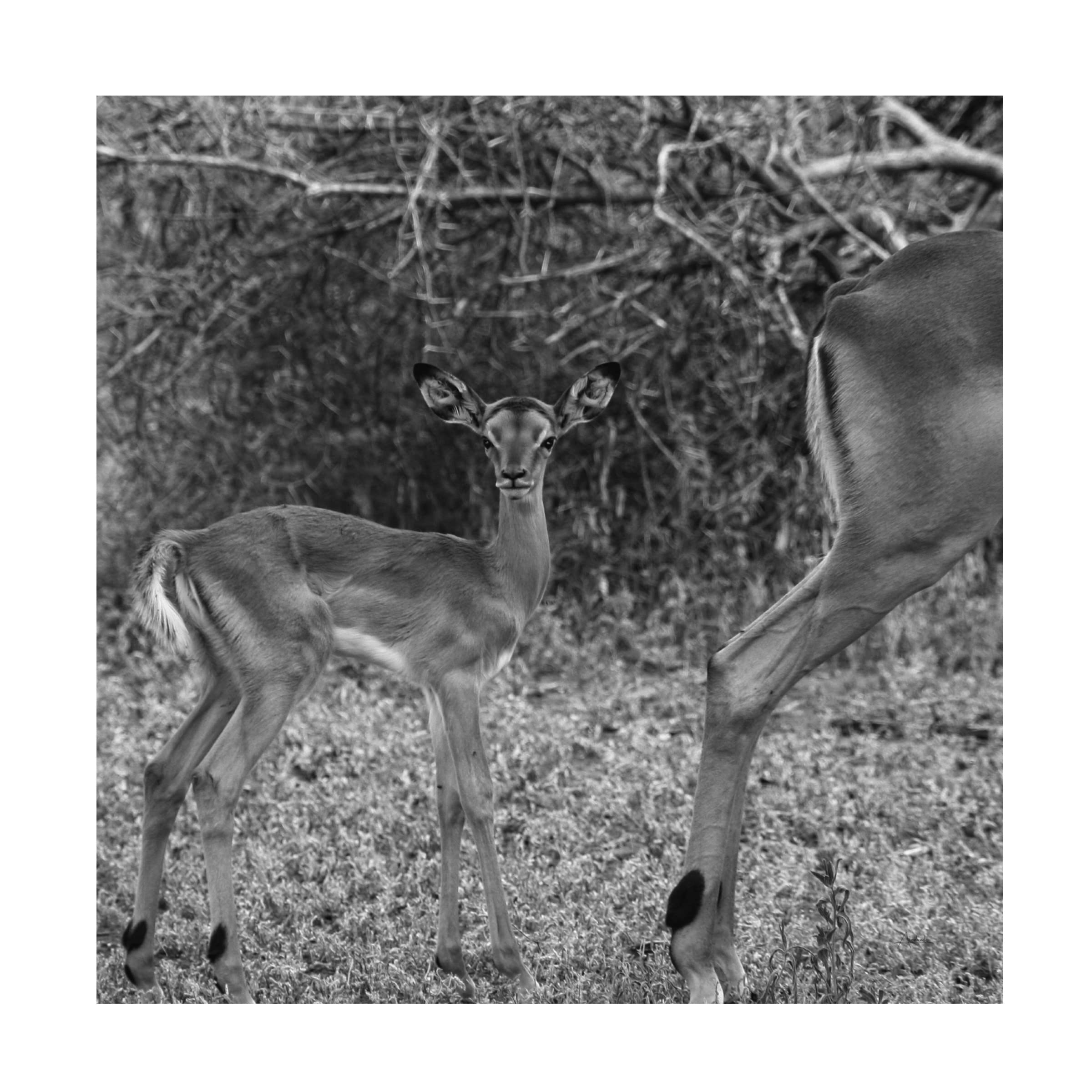 Trademark Fine Art 'Impala And Baby' Canvas Wall Art by Aledanda - Stunning Wildlife Nursery Decor & African Safari Themed Living Room Painting