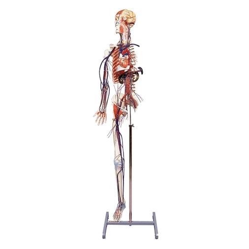 Full Figure Circulatory System with Half Skeleton - Human Anatomy Model for Medical Students, Doctors & Science Enthusiasts | Perfect for Classroom Demonstrations, Medical Training & Home Study