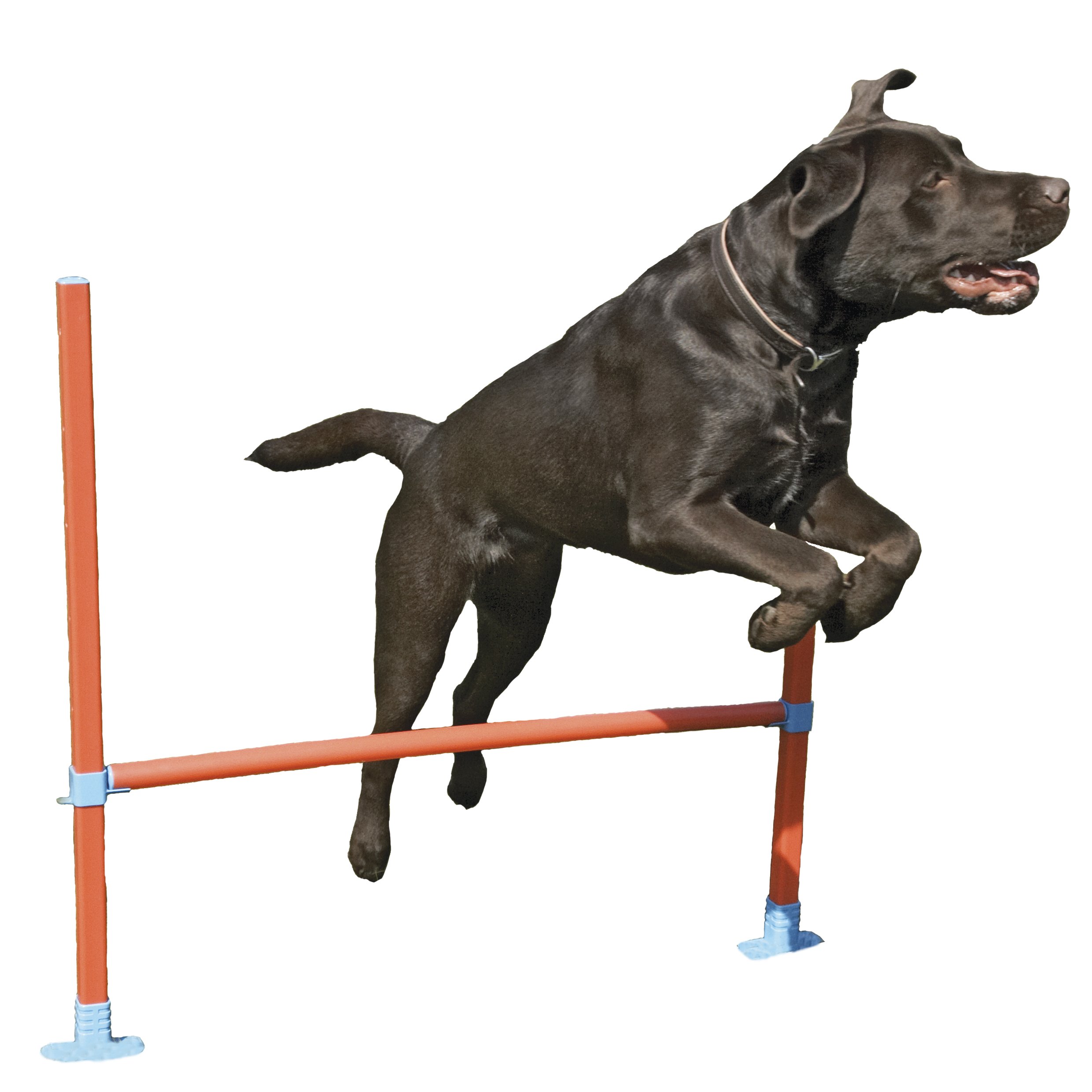 Agility Hurdle for Dogs - Adjustable Training Equipment for Small & Large Breeds - Perfect for Backyard Exercise, Agility Courses & Playtime