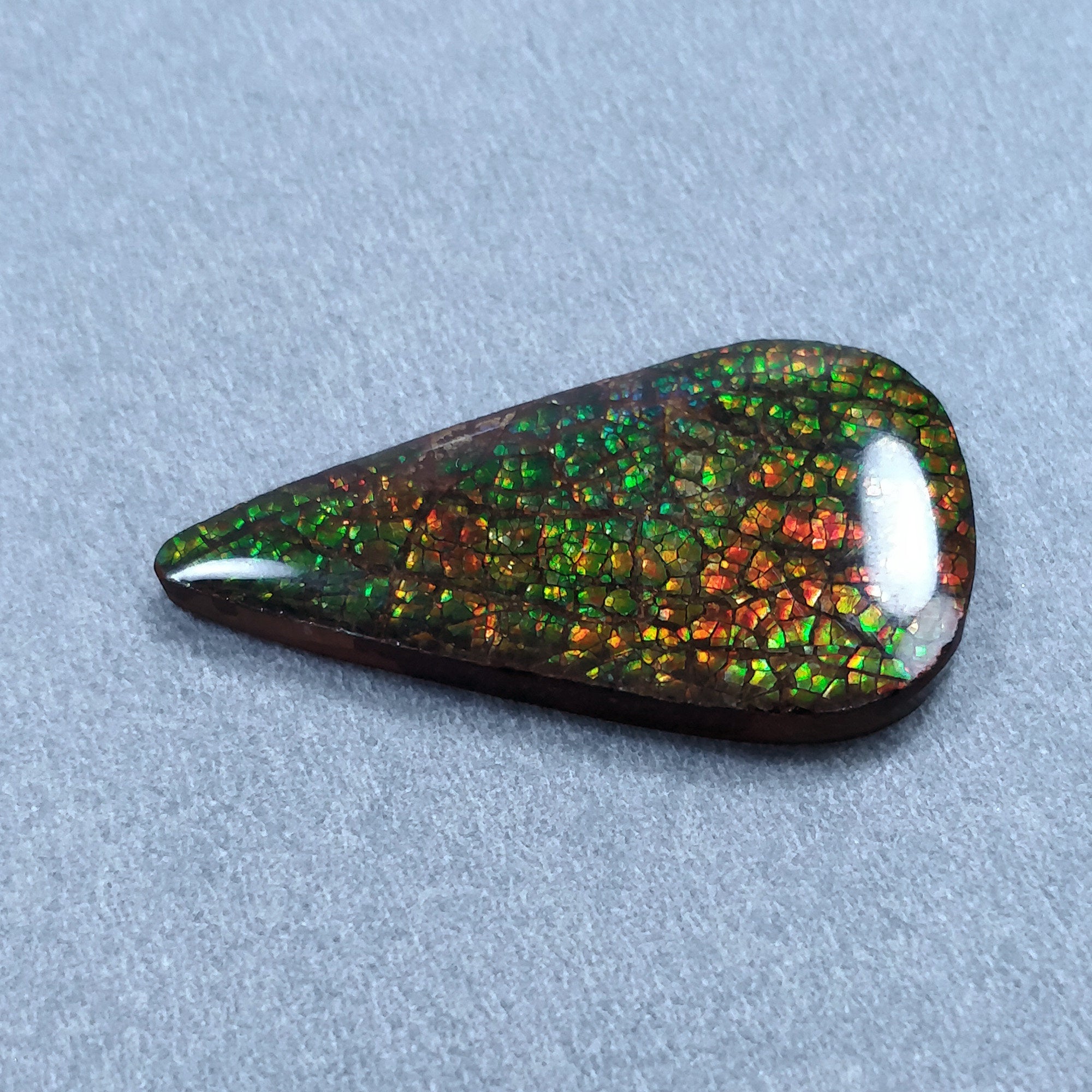 Natural Ammolite Gemstone Cabochon - 19.00cts Bi-Color Fossilized Shell Pear Shape (35x19mm) | Jewelry Making, Pendant, Ring Setting | With Authenticity Video