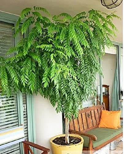 Organic Curry Leaf Plant (Murraya koenigii) - Fresh Curry Leaves for Cooking - Perfect Outdoor Herb Garden Plant for Indian & Asian Cuisine - Ideal for Home Gardens, Balconies & Patios