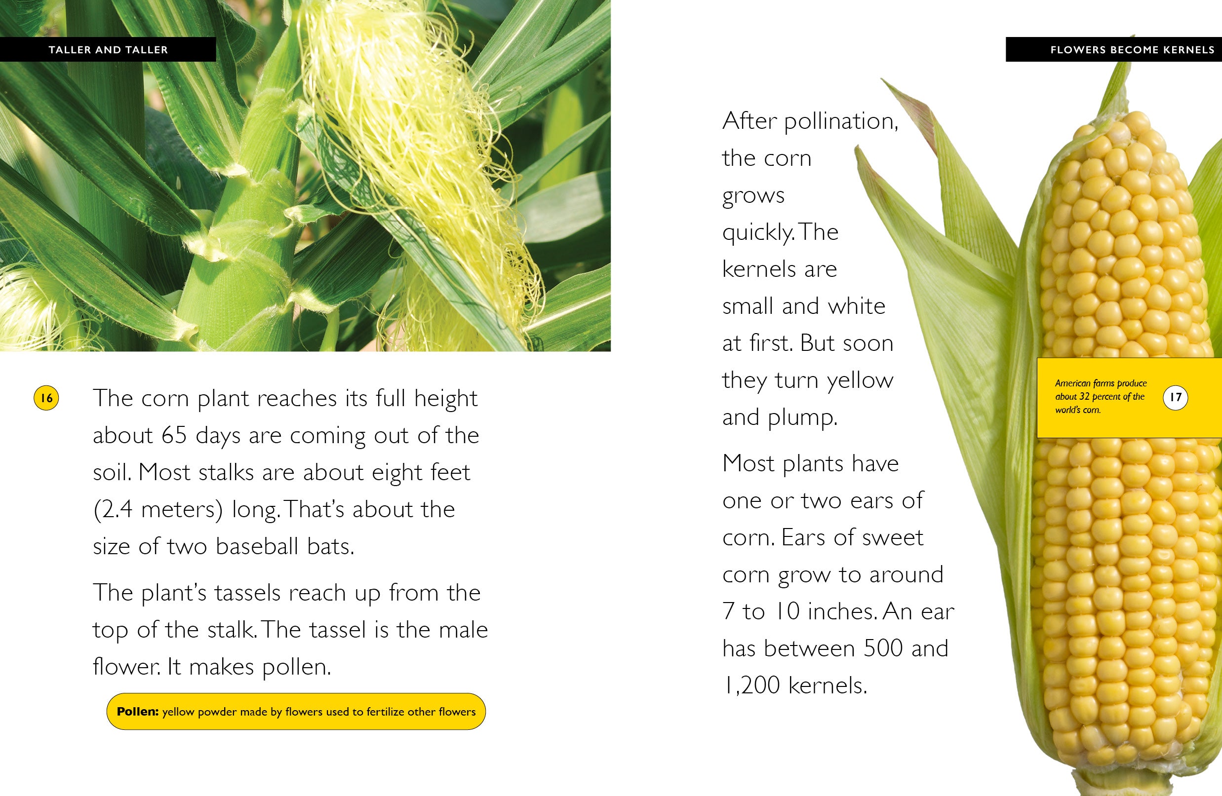 Corn Farming & Uses - 9781640268524 | Fresh Sweet Corn for Cooking, Grilling & Healthy Recipes