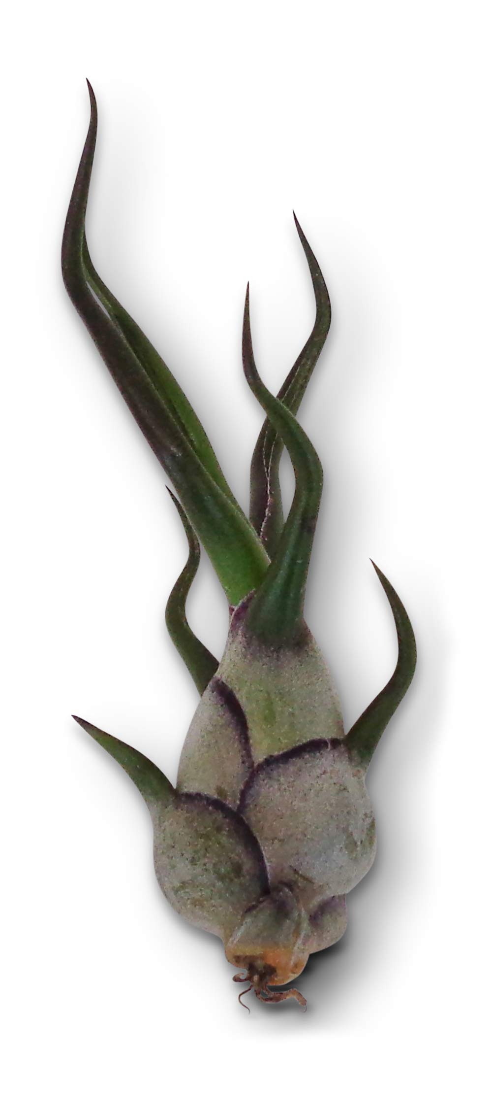 Live Air Plants Tillandsia Bulbosa (3 Pack) - Low Maintenance Indoor Houseplants for Home Decor, Terrariums & Office Spaces | Easy Care Epiphytic Plants by CTS Air Plants