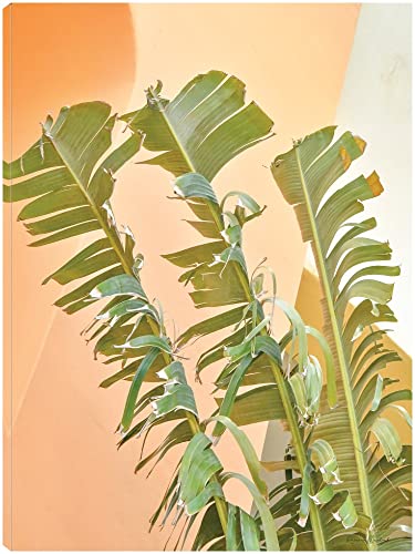 Tropical Dream II