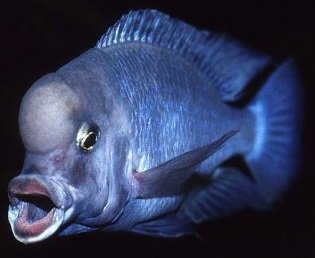 Live Freshwater Aquarium Fish - 3-4