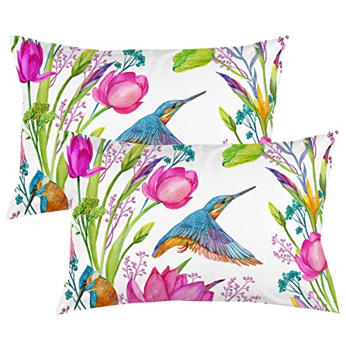 Hummingbird