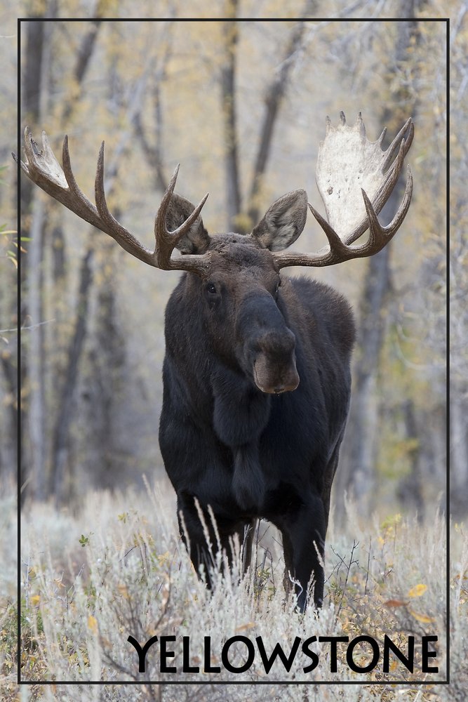 Yellowstone National Park Moose Bull in Trees - 16x24 Gallery Quality Metal Wall Art, Aluminum Home Decor for Living Room, Office & Cabin
