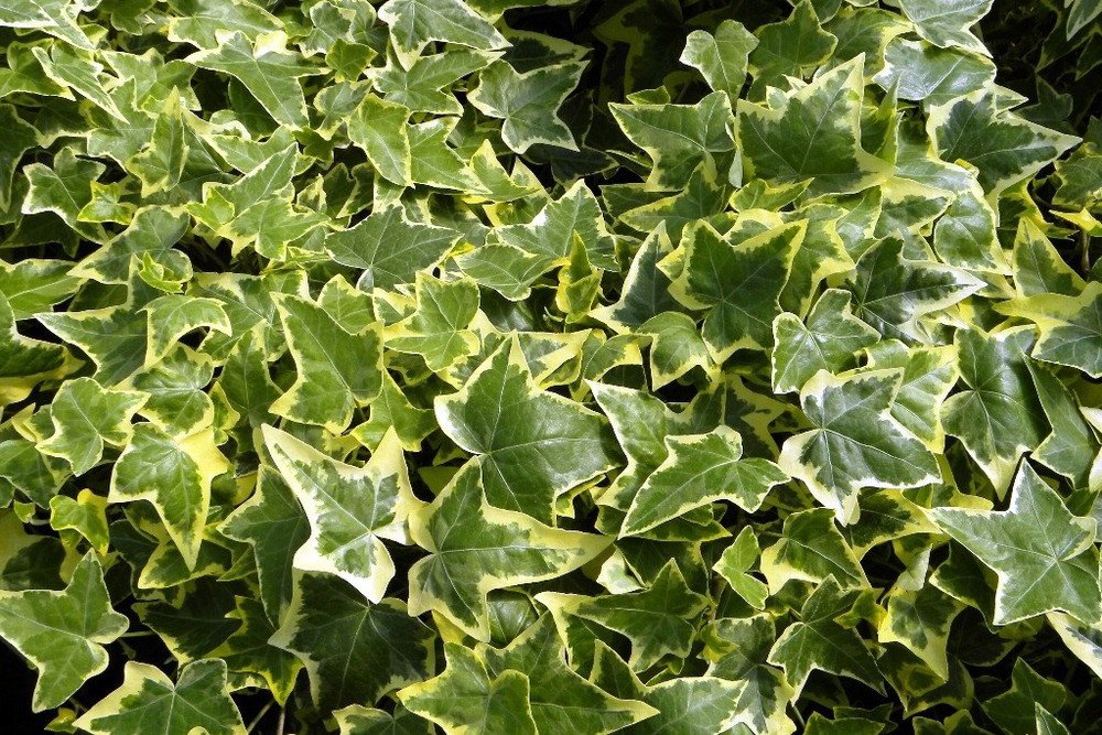 Gold Child English Ivy - Hardy Groundcover & House Plant for Sun or Shade - 4