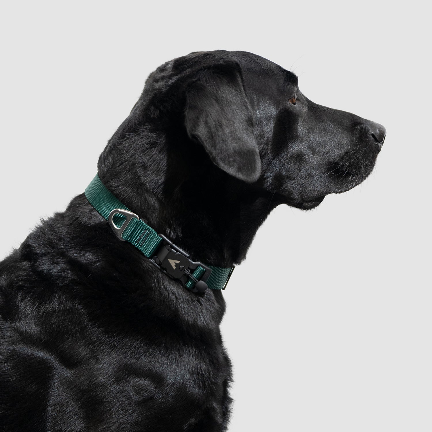 Lifetime Lite Collar - Durable Adjustable Dog Collar for Small & Medium Dogs - Perfect for Daily Walks, Training & Outdoor Adventures