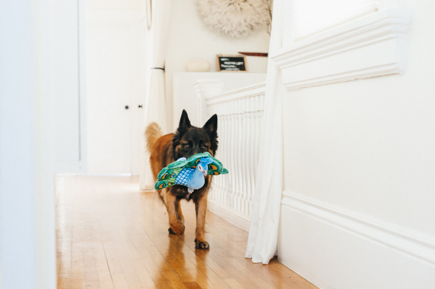 Percy the Peacock Plush Dog Toy - Fetching Flock™ Interactive Chew Toy for Dogs | Soft & Durable Pet P.L.A.Y. Toy for Fetch, Tug-of-War & Cuddling | Perfect for Playtime, Training & Comfort